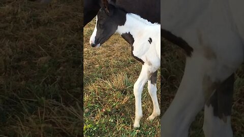 Baby Horse Dance Challenge #horse #funny
