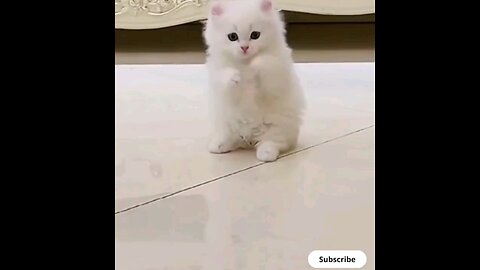 super cute lovly kitten 😻👌