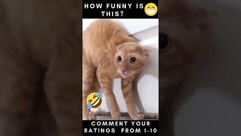 Funny Cats Video Compilation pt13 😂😂😂....... #shorts