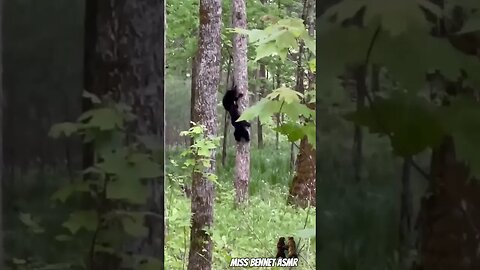 Adorable Momma Bear and Cubs Climb Tree in Gatlinburg, TN!