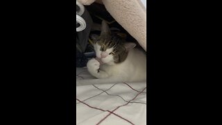 Cute cat licking her paws!!!