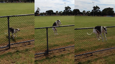 This dog did his best to cross the fence.