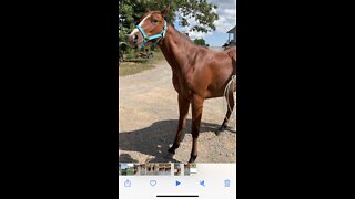 Colt afraid of going in barn