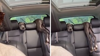 Puppy Chooses Totally Awkward Spot During Car Ride