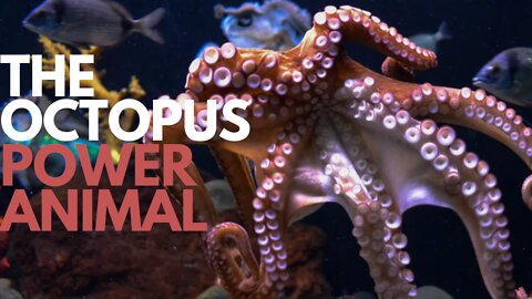 The Octopus Power Animal