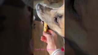 Biscotti #shorts #dogs #love #shortsvideo #kids #italy #food #foodie #cooking #goodmorning #dog