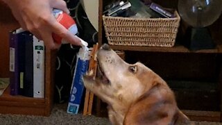 Dogs eating whipped cream