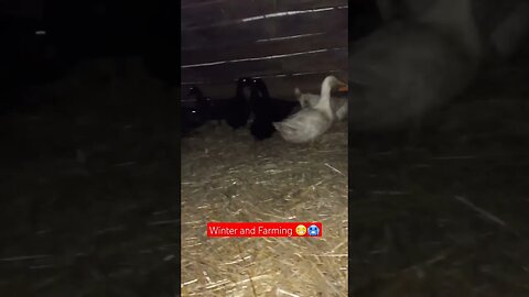 Weekend Duck Farming episode 2😁🪿|#shorts #short #shortvideo #shortsvideo #shortsfeed #video #viral