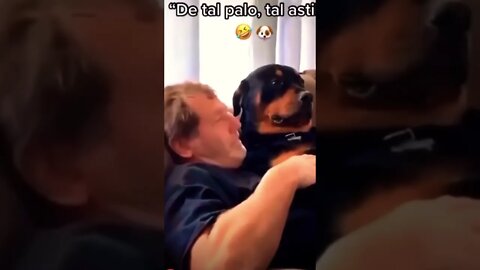 So funny?🥹❤️ | #shorts | #trending | #viral | #funnydogs