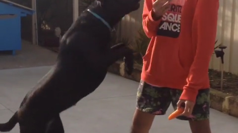 Dog chooses muffin over carrot