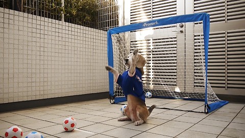 Athletic beagle is an excellent goalkeeper