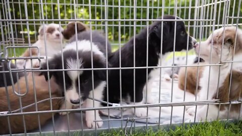 Cute little puppies in a cage on grass, one bites the bars, two kiss each other - closeup