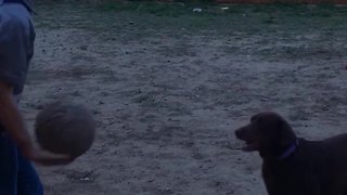 A Dog And A Man Play Catch And Bounce A Basketball