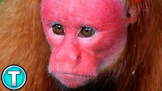 Uakari | World's Weirdest Animals