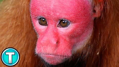 Uakari | World's Weirdest Animals