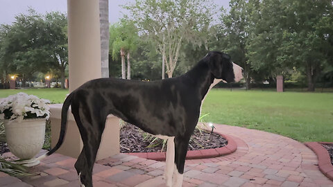 Great Dane Is Illuminated By Sheet Lightning In Slow Motion Filmed On iPhone 14 Max Pro