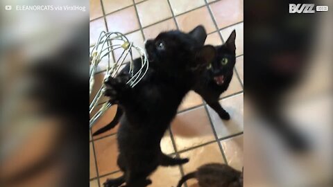 Gatinho agarra-se a um batedor e lambe restos da massa do bolo