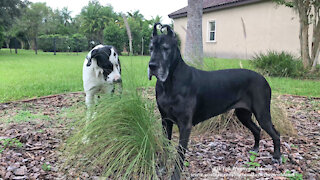 Great Danes Graze On The Grass Just Like Cows