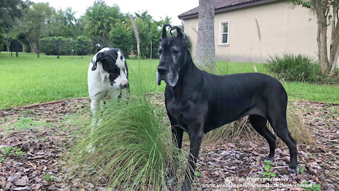 Great Danes Graze On The Grass Just Like Cows