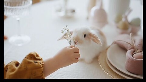 Cute rabbit eating his food