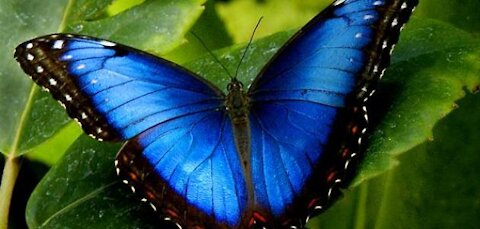 Beautiful Butterfly On A Flowers
