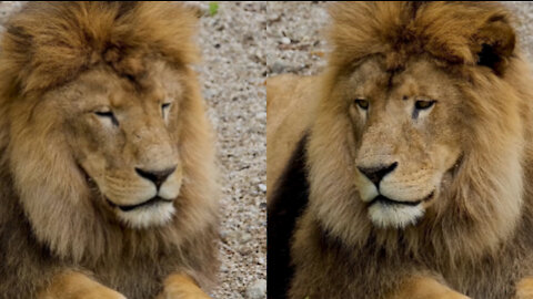 Lion Relaxing in the Field