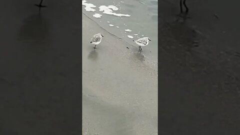 Baby Seagull Only Has One Leg