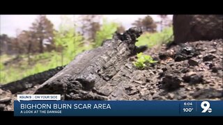 Close up look at Bighorn Burn Scar Area