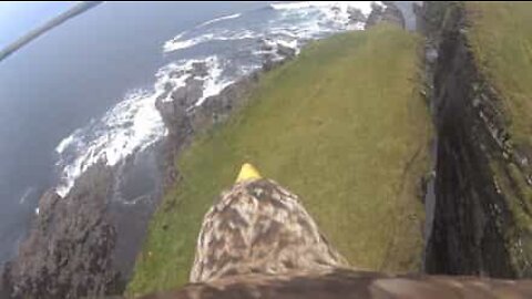 Les magnifiques paysages d'Écosse vus à travers les yeux d'un aigle