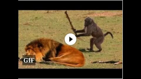 unbelievable animal behavior