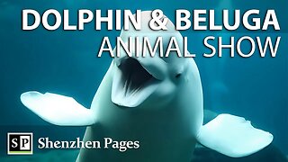 You Won’t Believe What These Dolphins and Belugas Can Do...