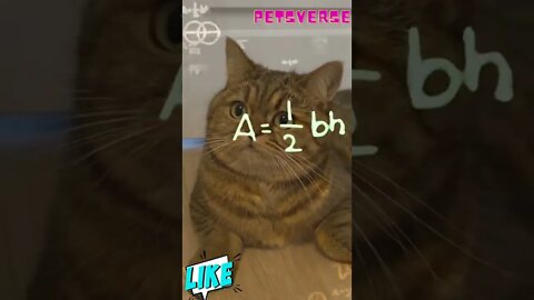 She is thinking about mathematics 😂..#shorts #cutecat #funnycat #catvideo #funnyvideo