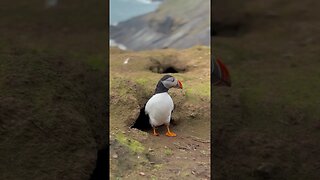 Pretty Puffin Peeks Out Of Hole