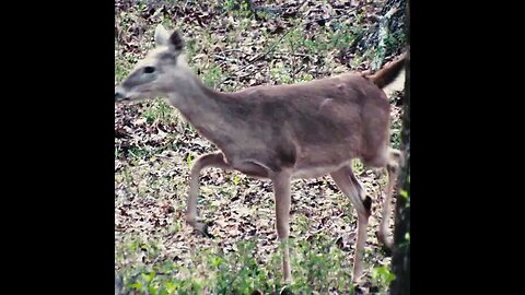 Deer stomp