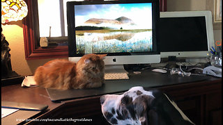 Affectionate Great Dane puppy complicates cat video