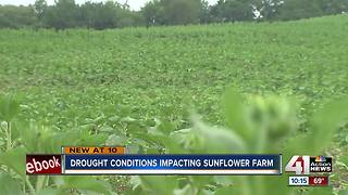Grinter Farms sunflowers will bloom in time