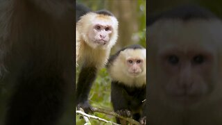 Capuchin Monkeys #shorts #short