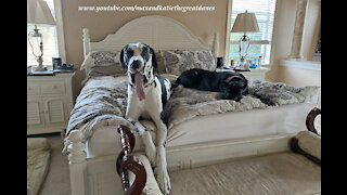 Funny Yawning Great Danes Aren't Ready To Get Out Of Bed