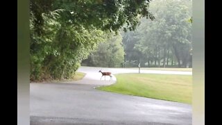Passing deer