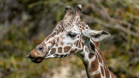 Chewing Giraffe, Sony A1/Sony Alpha1, 4k