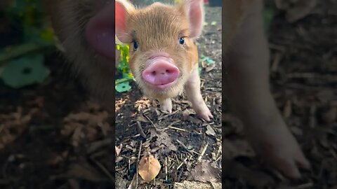 MEET CHARLOTTE🐷 #piggy #pigs #kunekune #homestead #farmanimals #farmlife #happy #foryou #fyp #reels