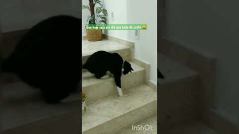 Brincando na escada. Gato Bartolomeu Tunico 😺😺