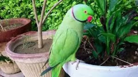The parrot that dazzled people