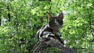 Forest Cat Loves to Climb on Tree Branches