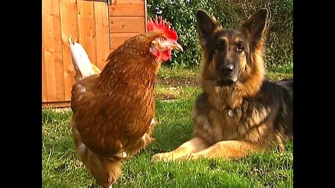 Dog Befriends One-Legged Chicken