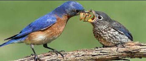 Wild birds feeding baby bird in the forest catch on camera