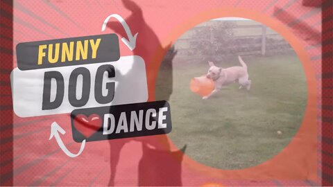 😹Funny Dancing Dogs Compilation - Try Not To Laugh! Video Clips