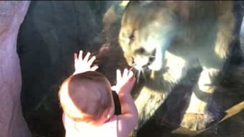 Little girl on zoo visit wants to hug mountain lion!