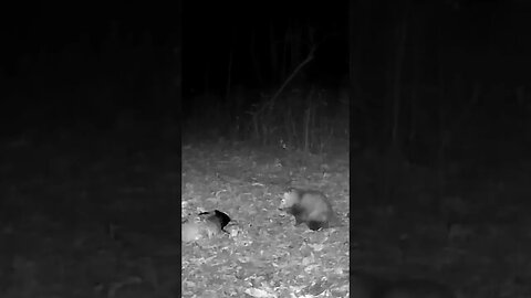 Opossum FEASTING On Deer GUTS!!!