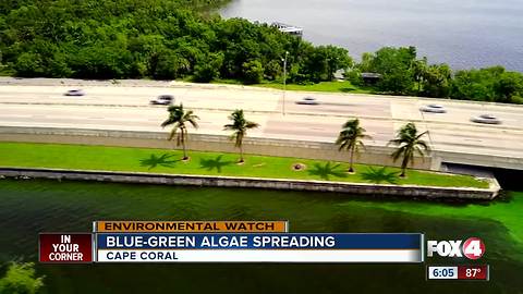 Green algae is spreading into parts of Cape Coral